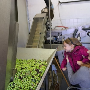 Obiranje oljk Obiranje oljk