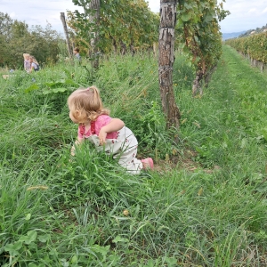 September v Kojskem September v Kojskem