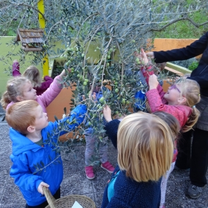 Obiranje oljk Obiranje oljk