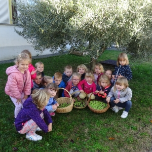 Obiranje oljk Obiranje oljk