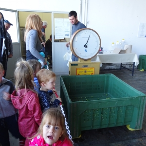 Obiranje oljk Obiranje oljk