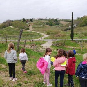 Ohranimo čebele, posadimo medovite rastline Ohranimo čebele, posadimo medovite rastline