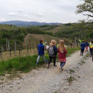 Ohranimo čebele, posadimo medovite rastline Ohranimo čebele, posadimo medovite rastline