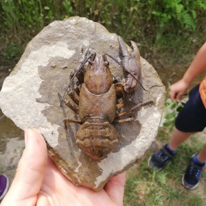 Dopoldne v naravi Dopoldne v naravi