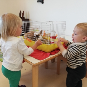 Pri Zajčkih Pri Zajčkih