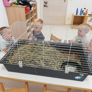 Želva na obisku Želva na obisku