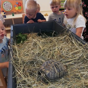 Želva na obisku Želva na obisku