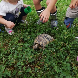 Želva na obisku Želva na obisku