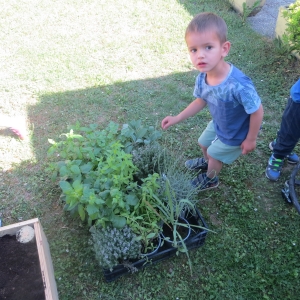 Zeliščni vrtiček Zeliščni vrtiček