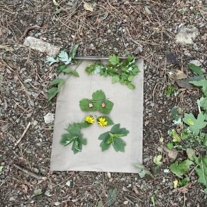 Tradicionalni pohod z “nonami in nonoti” Tradicionalni pohod z “nonami in nonoti”