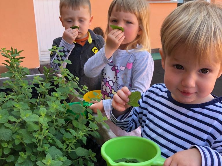 Spoznavanje zelišč s čutili